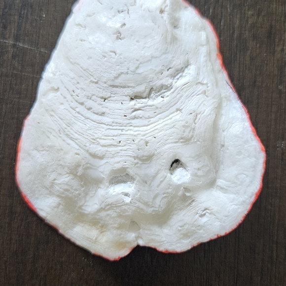 Red Lobster Decor on Shell - Picture 2 of 4